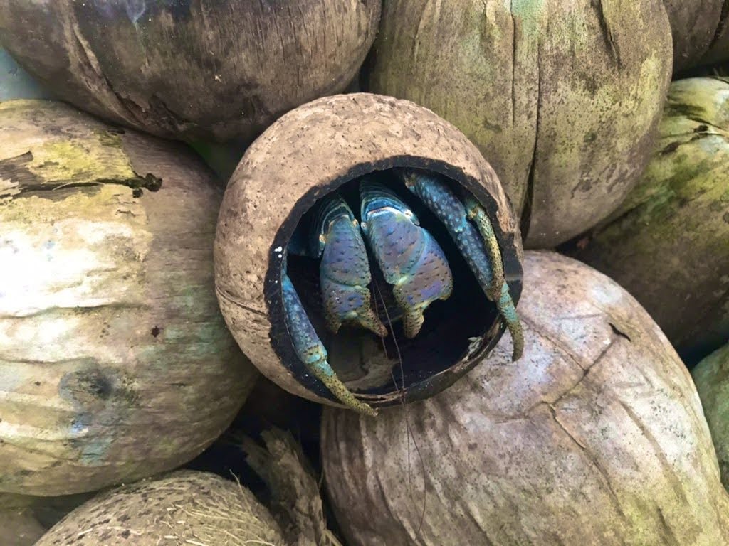 ココナッツの殻に入る青いヤシガニ