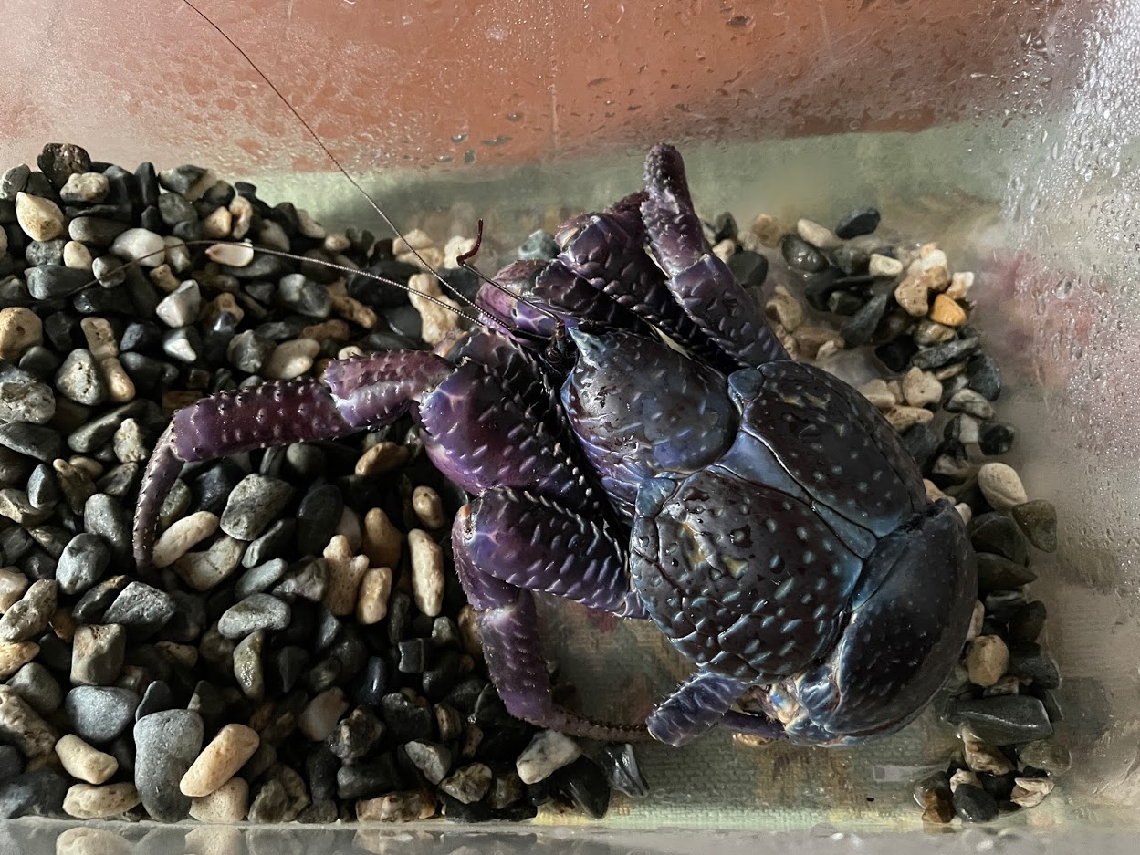 飼育している小型の紫ヤシガニ