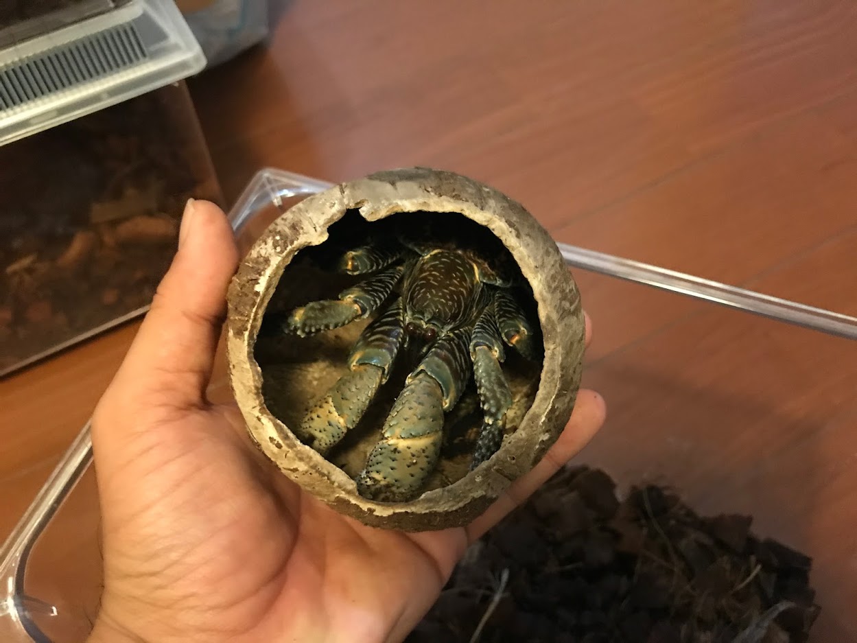 ココナッツ殻で身を守るヤシガニ