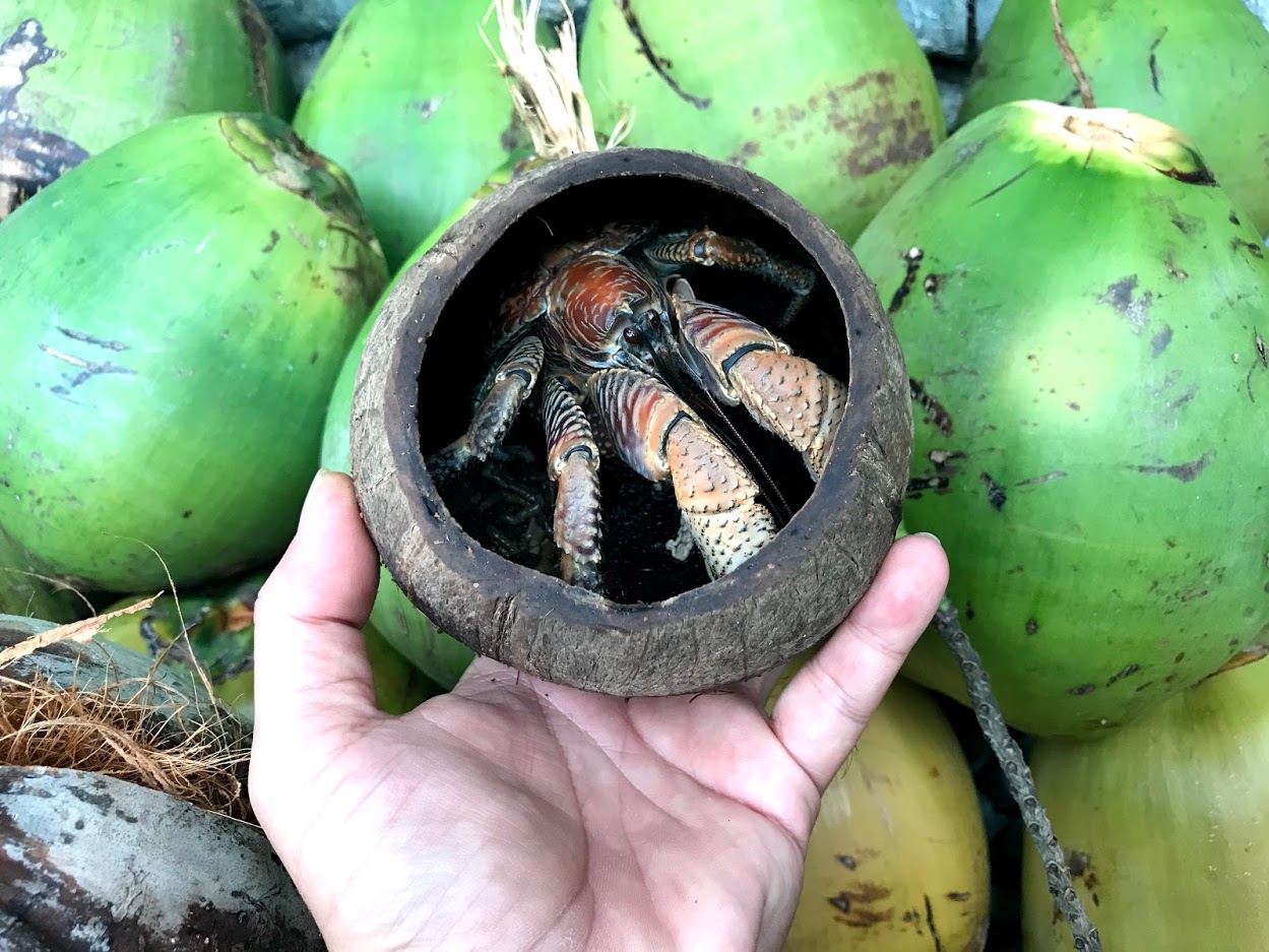 ココナッツ殻に入る茶色ヤシガニ
